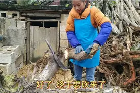 挖机师傅已经把树根全部捞上来了，丹丹妹用柴刀把小树根全清理掉视频封面