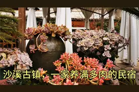 为什么特色民宿一眼就能吸引人，推荐用肉肉提升你家院子的高级感视频封面