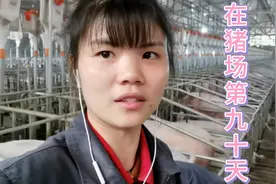 90后小妹在猪场工作第90天 你们可以在这种封闭式环境工作多久视频封面