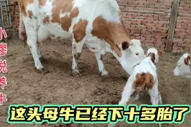 这头母牛已经下了10多胎了，4个乳头只有一个有奶了，还在养视频封面