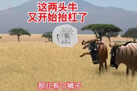 爆笑配音：这两头牛又开始抬杠了！视频封面