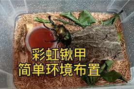 彩虹锹甲的简单饲养环境布置，省心好养又漂亮。视频封面