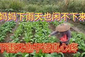 农村妈妈为了儿女下雨天也要到地里干活，生活真的不容易啊？？？视频封面