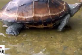 “石金钱”龟的养殖技术@中视频伙伴计划官号视频封面