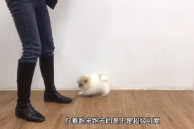 国内稀少罕见的花博美，跑起来一蹦一跳的像个熊，简直萌翻全场视频封面