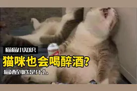 猫酒到底是什么东西？猫咪也会喝醉吗