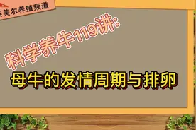 科学养牛第119讲:母牛的发情周期与排卵时间