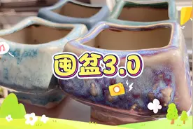 囤盆3.0｜一入肉坑深似海，才知盆坑无底洞，我已经趴在洞口了！视频封面