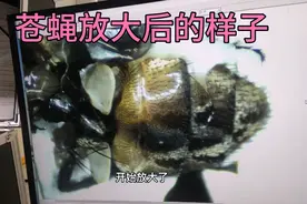 苍蝇放大后的样子。视频封面