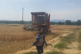 南阳开始收割沙岗地薄地的小麦了！大家关心的问题都不一一回复了视频封面