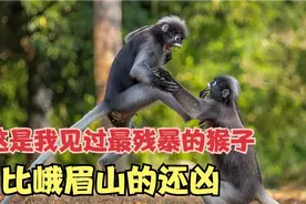 这是我见过最残暴的猴子  比峨眉山的还凶视频封面