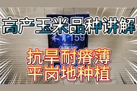 高产玉米品种讲解，一款抗旱耐瘠薄的玉米品种，平岗地种植。视频封面