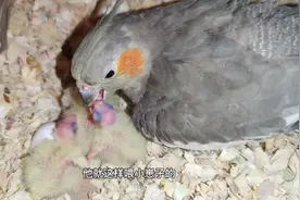 看看鹦鹉妈妈怎么给刚出生的小鹦鹉喂奶，这就是传说中的鹦鹉奶吗视频封面
