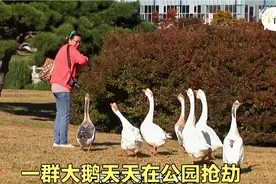 7只大鹅每天在公园“抢劫”，过马路却知道排队！视频封面