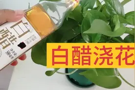 原来白醋浇花，有三大好处，怪不得会养花视频封面
