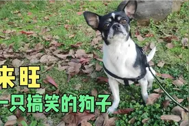狗子太搞笑，懂事听话，让主人健康快乐视频封面