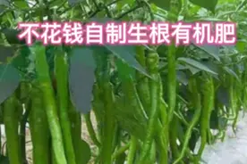 随处都有的生根肥料，种啥效果也不错，可惜很多人还不知道视频封面