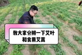 教大家分辨一下艾叶和食用艾蒿