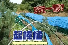 长白山的人参到底贵不贵？6年参竟然才卖5块钱一颗？你们说值不值视频封面