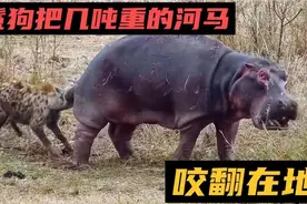 鬣狗撕咬河马的脆弱部位，可河马居然一动不动，让人非常疑惑视频封面