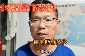 小麦补贴发下来啦！看看一亩地能补贴多少钱？比你们那高吗？视频封面