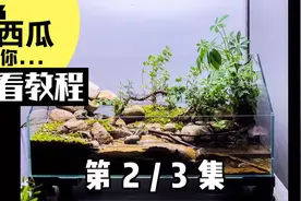 【如花景艺】水陆缸瀑布流水爬宠缸—详细制作教程视频封面