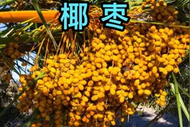 《椰枣》椰枣有补中益气、化痰平喘、润肠通便、美容养颜等功效。视频封面