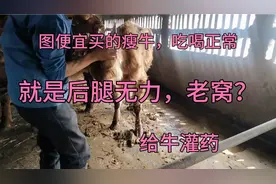 养殖生活，图便宜买的瘦牛吃喝正常，就是后腿无力，兽医让灌药