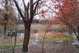 常州新龙生态林公园冬景