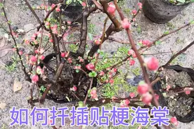 贴梗海棠开花真漂亮，并且扦插容易成活率高，不花钱得几盆视频封面