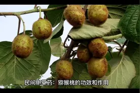 民间中草药：猕猴桃的功效和作用视频封面