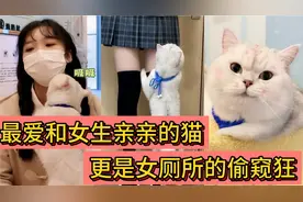 全网最爱和女生亲亲的猫，除了当场绿男友，竟然还去女厕所偷窥！视频封面