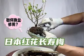 日本红花长寿梅，入秋后如何换盆修剪造型？很实用！赶紧看看视频封面