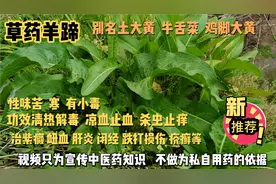 中草药羊蹄别名土大黄，牛舌菜，功能清热解毒凉血止血杀虫止痒。视频封面