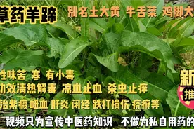 中草药羊蹄别名土大黄，牛舌菜，功能清热解毒凉血止血杀虫止痒。