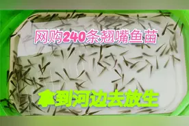 网购240条翘嘴鱼苗，拿到河边去放生，不知道这些鱼苗能不能存活