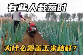 有些人栽葱时为何覆盖一层碎玉米秸秆？什么作用？两个原因是重点视频封面