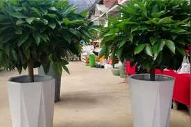 家庭养殖平安树，做好这4件事，枝繁叶茂，叶片油亮又精神视频封面
