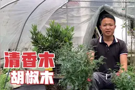 花市常见的一款绿植（清香木），为什么容易落叶，盆栽老板这么说