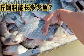 一斤饲料能长多少鱼？7亩鱼塘能出一万斤鱼吗？农村小伙给你答案视频封面