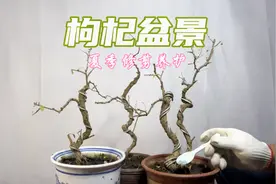 枸杞盆景夏季休眠期如何修剪施肥？很实用！新手赶紧看看