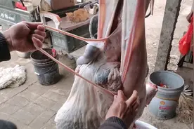 宰羊，抽羊肠全过程视频封面