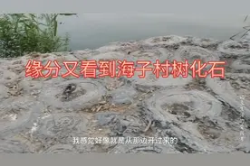淹没的山亭海子村的树化石找到了，记录枣庄新城公园的远古树化石视频封面