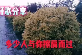 我也是人海中的一个过客，曾与多少人擦肩而过视频封面