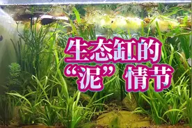 古法生态鱼缸开缸，不建议使用水草泥和塘泥的原因，古法养鱼视频视频封面