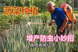 不管种什么蔬菜，用这种方法“喷一喷”，青菜又嫩又绿不生虫视频封面