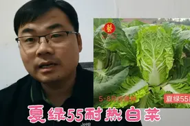 河南菜农连续20年五六月份都在种植的耐热白菜，一亩也能收入上万视频封面