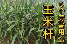 “玉米杆”在农村慢慢火了，5个妙用，不仅增加收入而且还很实用视频封面