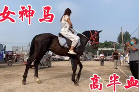 大公马也喜欢美女，第一次骑马就配合听话，这匹半血太棒了视频封面
