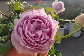 天狼新品月季——隐隐青 开花啦！先睹为快吧～视频封面